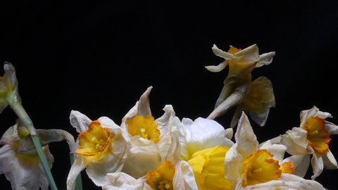 Blooming and dying of beautiful white and yellow flowers on black background, Daffodil, Timelapse 4K