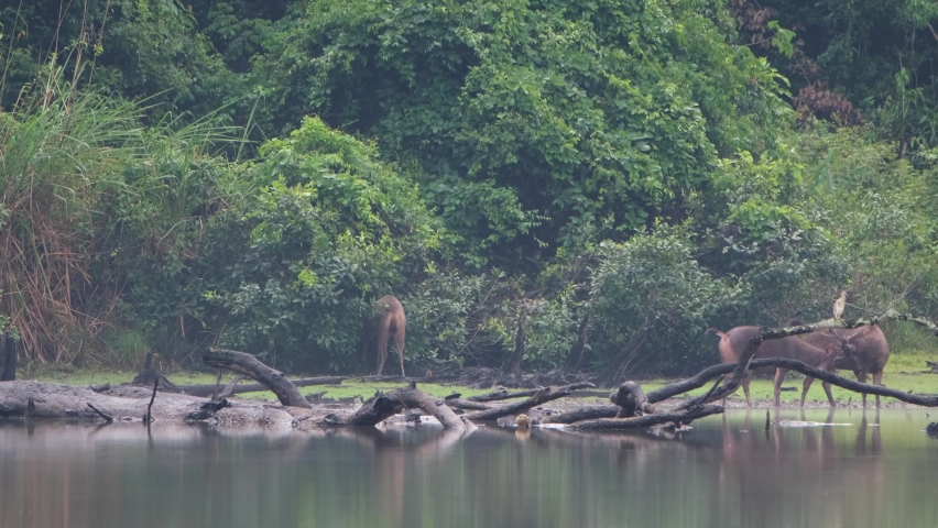Sambar Deer, Rusa unicolor, Thailand; an individual busy feeding into the foliage while two males engaged into jousting their antlers as a heron perched on a fallen dead tree busy preening.