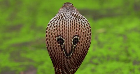 Closeup of back of Spectacled Cobra Hood showing the marking of the hood scales and head