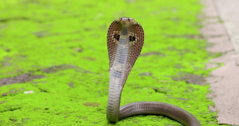 Indian spectacled Cobra snake with hood up mid shot green surroundings alert