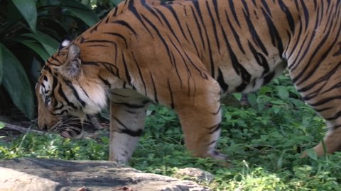 Slow Motion Of A Malayan Tiger Walking In The Jungle At Daytime. close up