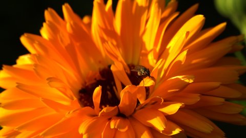 Fly sits on bright orange calendula petal and rubs its hands together. Insect cleans its legs and head. Close up, static shot.