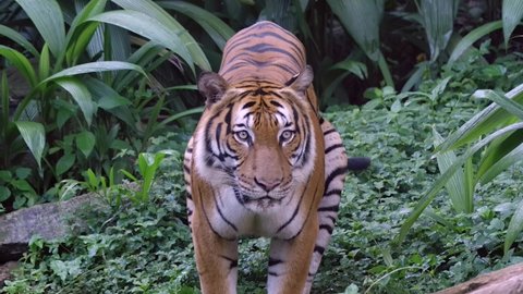 Malayan Tiger Sticking Its Tongue Out And Looking Directly At Camera. - close up