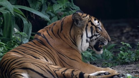 Malayan Tiger Opens Its Mouth Then Yawn While Lying On The Ground. - close up, slow motion