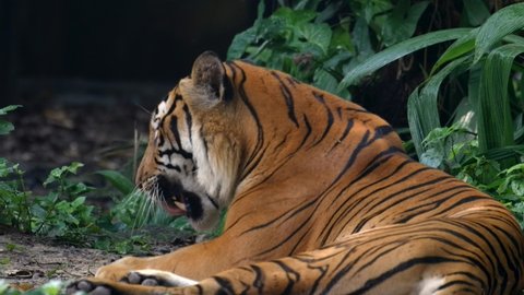 Critically Endangered Malayan Tiger Rubbing Its Eye Then Lick Its Paw While Lying On The Floor. - close up