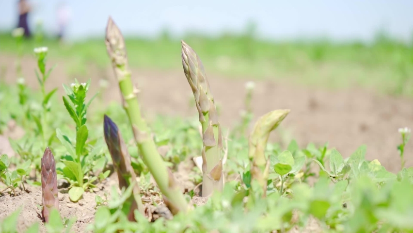Sprouts of asparagus in an organic farm field