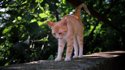 Young street red and white striped cat walks on asphalt against background of green foliage of trees. Stray cat without breed walks alone. 4K footage in real time.