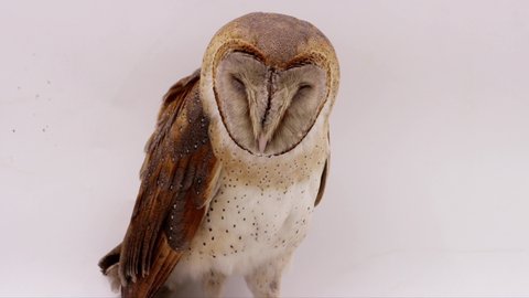 barn owl (Tyto alba) sitting isolated in studio 4k