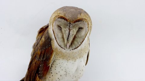 barn owl (Tyto alba) sitting isolated in studio 4k