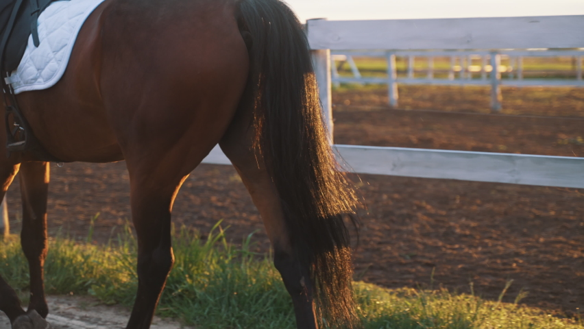 Back view of a Dark bay Horse walking along the fence with its Owner. Female horse owner taking her horse for a ride. Ranch in the background. Evening hours.  Royalty-Free Stock Footage #1075215455