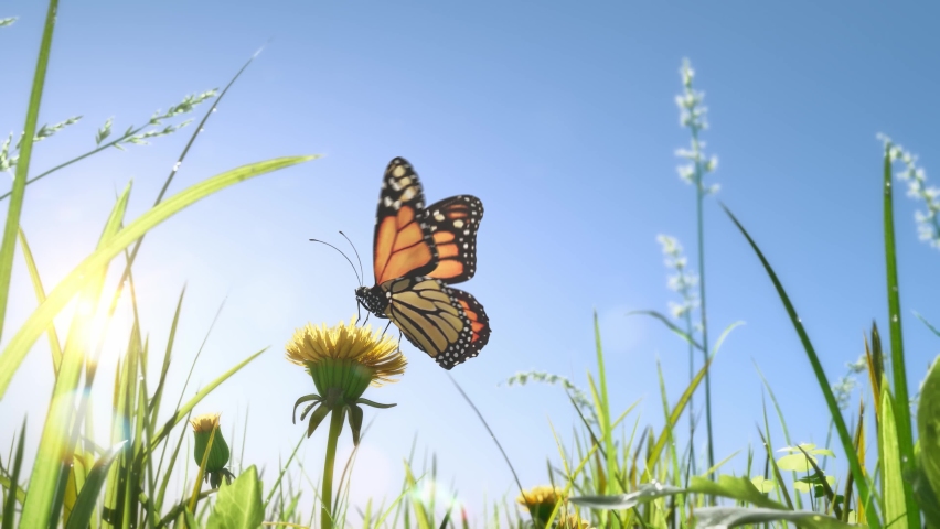 Slow-motion close-up: Beautiful monarch butterfly is flying above yellow flowers and grassland in the sunshine. Royalty-Free Stock Footage #1075227704