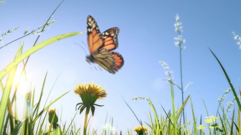 Slow-motion close-up: Beautiful monarch butterfly is flying above yellow flowers and grassland in the sunshine.