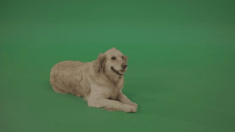 4K Footage of Golden Retriever large-breed dog acting on green screen chroma key background. Pets and domestic animals on green screen