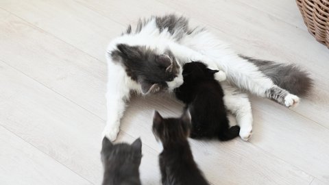 cute gray fluffy cat feeds four kittens. High quality 4k footage