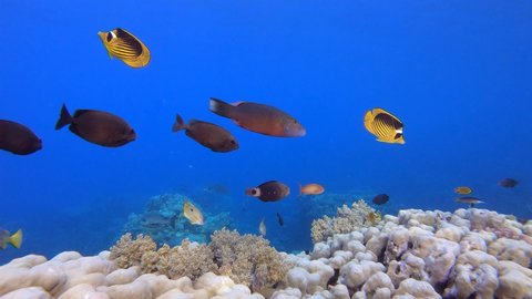 Blue Sea Water Colourful Fish. Reef coral scene. Coral garden seascape. Colourful tropical reefs. Vibrant coral garden. 