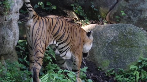 Male Malayan Tiger Roaming In The Forest With Boulders. - slow motion