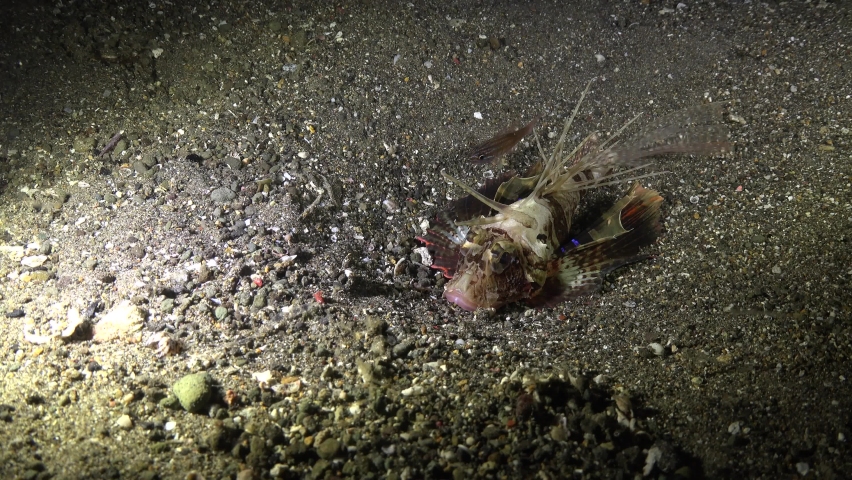 Blackfoot Lionfish (Parapterois heterura) attacks fish at night | Shutterstock HD Video #1075239002
