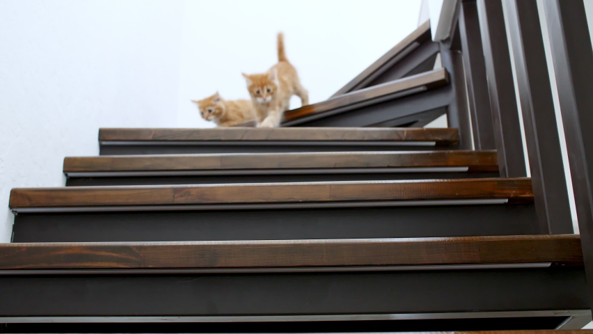 Two Ginger Kittens are running, going down the stairs in slow motion. Red Cats playing on the stairs. Cute funny home pets. 4k | Shutterstock HD Video #1075241705