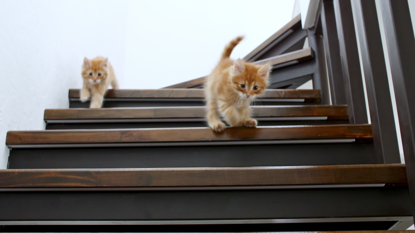Two Ginger Kittens are running, going down the stairs in slow motion. Red Cats playing on the stairs. Cute funny home pets. 4k | Shutterstock HD Video #1075241705