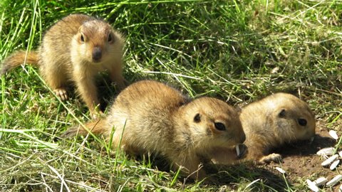 Close-Up Shot Of Young Prairie Dogs Eating Grass And Seeds On Field - Tashkent, Uzbekistan