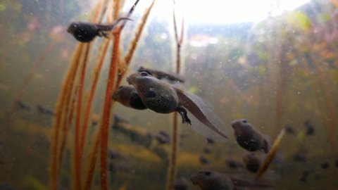 Close-Up Shot Of Cute Tadpoles Swimming By Stems In Ocean - British Columbia, Canada