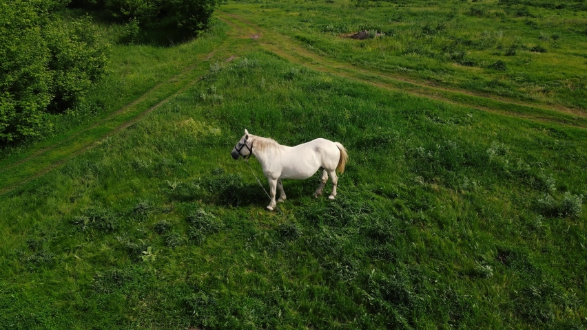 white horse grazes on the lawn. aerial shooting Royalty-Free Stock Footage #1075248461