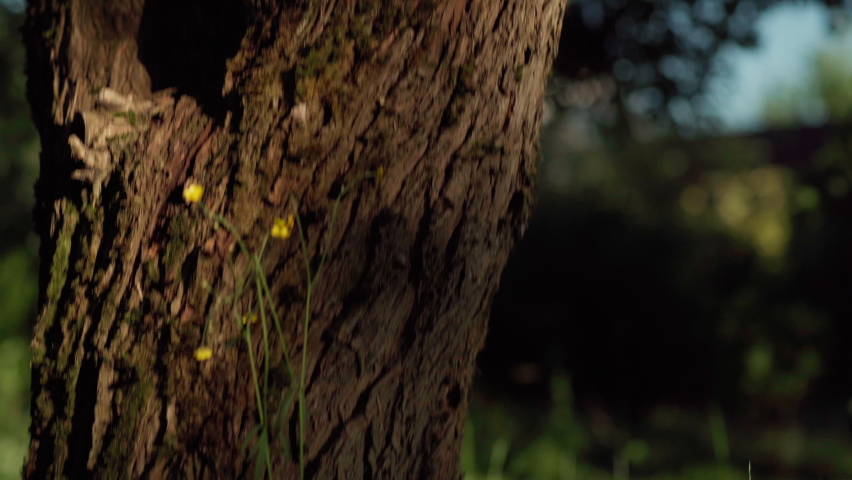 Tilt up of blonde little girl being absorbed in book reading sitting on tree in park or in backyard. Child enjoying reading