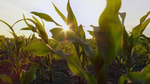 sprouts of corn on the field during sunset. agriculture corn harvest agribusiness concept. walking in a large cornfield. large harvest of corn in the summer on the field landscape lifestyle