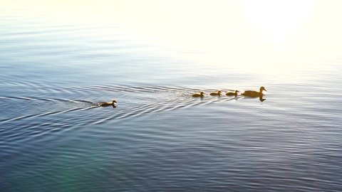 Mallard duck with brood of ducklings on lake in sunrise light in slow motion