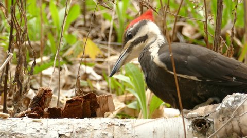 Pileated woodpecker drilling fallen tree wood at a forest in Canada