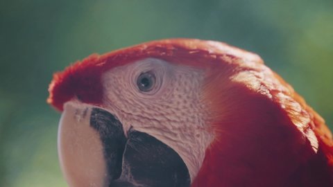 Cute Red Macaw Parrot Found In A Natural Forest Background - close up