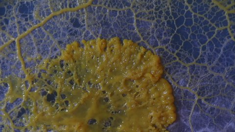A quivering gelatinous growth wave of the slime mold Physarum polycephalum fans out in time-lapse motion.