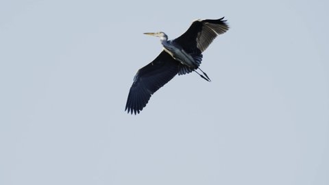 grey heron flying through clear sky in morning sun, slow motion