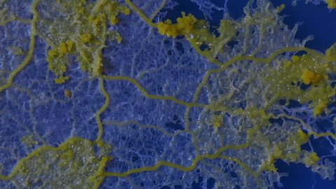 A quivering gelatinous slime mold (Physarum polycephalum) grows across a vivid blue background.