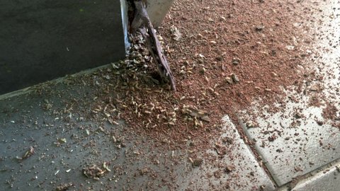 Termites eating wood door frame in the house.