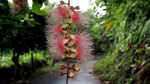 Barringtonia racemosa or powder-puff tree in Miyakojima island, Okinawa, Japan

