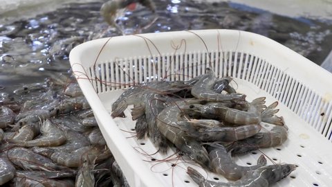 Fresh raw shrimps ready for cook. Gourmet healthy food in fish market, sea or ocean animal. Customer buys raw prawns