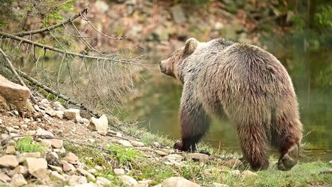 A large brown bear walks through Synevirska Polyana in Ukraine, the forest dwellers of the Carpathian forests.