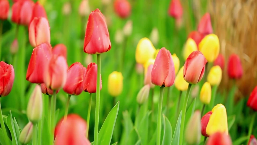 Close-up of red and yellow tulips ready to bloom.