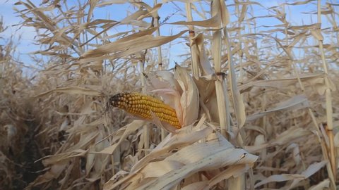 Close-up corn on field. Agriculture. Farming concept. ripe corn. harvesting corn. Agribusiness. Crop. Harvest.