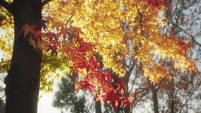 Autumn nature 4K footage with colorful maple leaves with sun beams shining through on background. Maple leaves are changing colors during fall season from yellow to golden, red vibrant nature colors