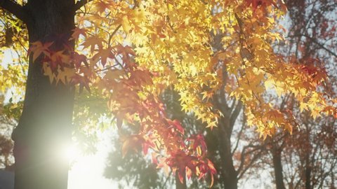 Autumn nature 4K footage with colorful maple leaves with sun beams shining through on background. Maple leaves are changing colors during fall season from yellow to golden, red vibrant nature colors