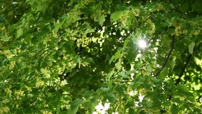 Bright morning sunshine sparkling and bursting through fresh summer green foliage of blooming linden tree. Close-up view 4k stock video footage of yellow flowers growing outdoor on branches of trees