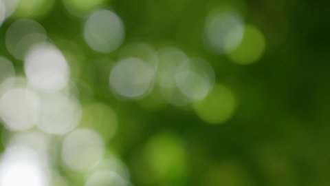 Bright morning sunshine sparkling and bursting through blurry summer green foliage of blooming linden tree. 4k stock video footage of defocused foliage and branches of trees. Abstract organic bokeh