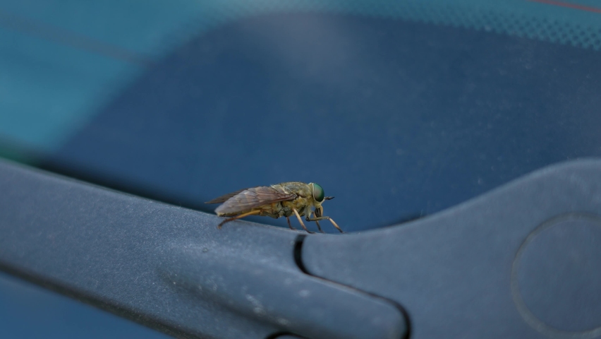 Close-up view 4k stock video footage of huge fly (horsefly, gadlfy, cleg, tabanidae, diptera, tabanus bovinus) sitting on rear windshield of car parked in meadow outside
