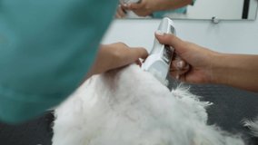 White cat haircut video close-up. Hands of a cat groomer, trimmer. Persian fluffy cat white haircut. Pet haircut. Cat haircuts for the summer. Animal beauty salon