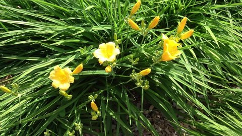 Beautiful yellow flower in the garden. Hemerocallis Stella D'Oro
