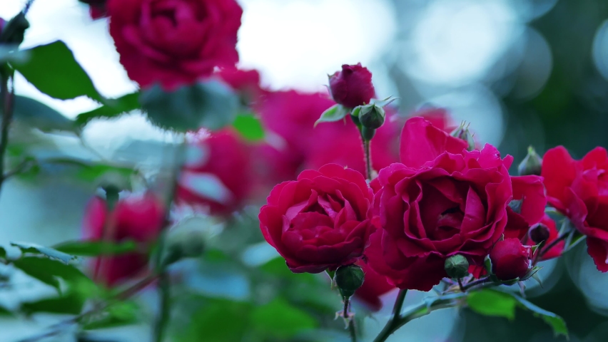 Red spray roses bush. Live growing flowers. Inflorescence of natural roses. Private garden. Decorative flowers. Blurred background with green leaves. Bokeh. Selective focus | Shutterstock HD Video #1075281116