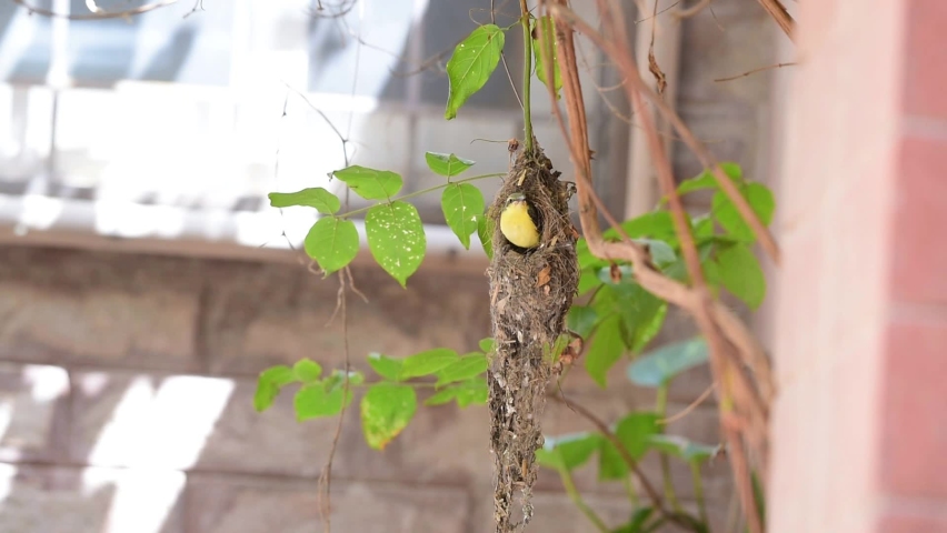 Open nest. Open nest