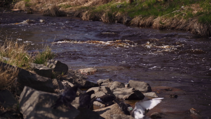mountain river in the early morning summer